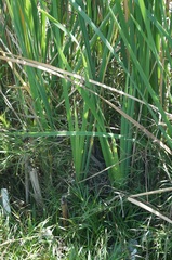 Typha domingensis