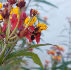 Oncopeltus fasciatus