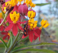 Oncopeltus fasciatus