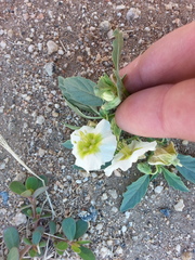Magnoliopsida