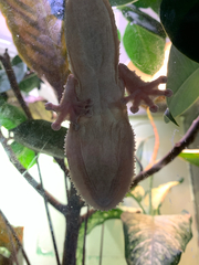 Uroplatus