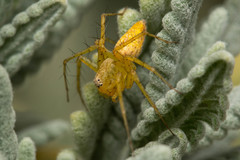 Oxyopes punctatus