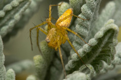 Oxyopes punctatus
