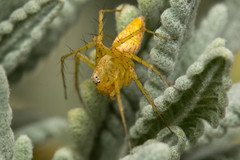 Oxyopes punctatus