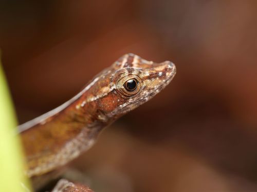 Granular Anole, Anolis granuliceps