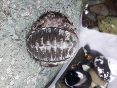 Chiton magnificus