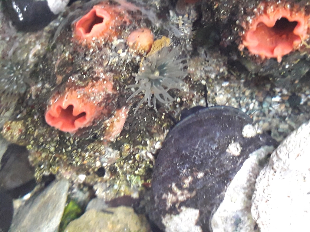 Bunodactis hermafroditica