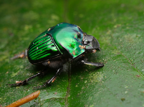 Green Devil Dung Beetle