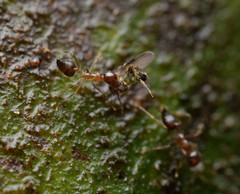 Crematogaster longispina