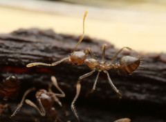 Crematogaster longispina