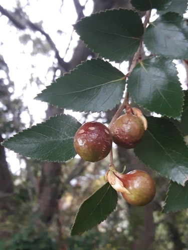 Image of Nothofagus nitida by (c) David Gutiérrez, some rights reserved (CC BY)