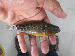 Dormitator maculatus