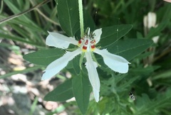 Blumenbachia insignis