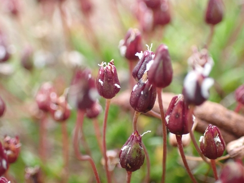 Image of Sabulina elegans by no rights reserved