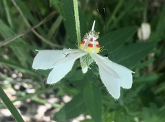 Blumenbachia insignis