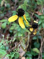 Rudbeckia triloba