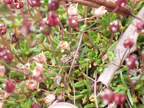 Image of Sabulina elegans by no rights reserved