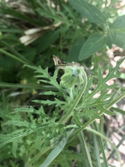 Blumenbachia insignis