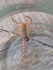 Serradigitus gertschi