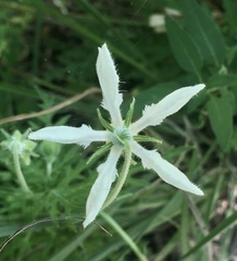 Blumenbachia insignis