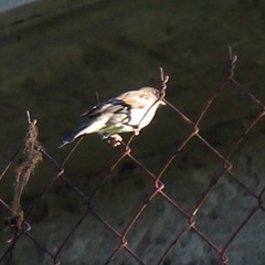 Passer domesticus
