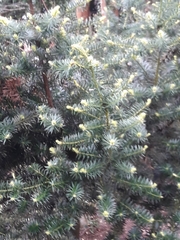 Podocarpus nubigenus