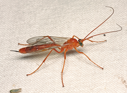 Netelia ocellaris