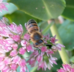 Apis mellifera