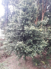 Podocarpus nubigenus