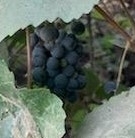 Vitis californica