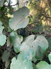 Vitis californica
