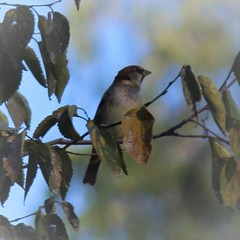 Passer domesticus