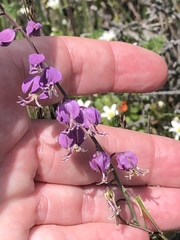 Streptanthus glandulosus pulchellus
