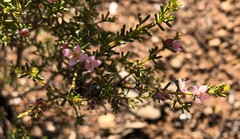 Boronia inornata