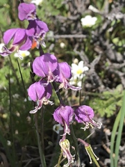 Streptanthus glandulosus pulchellus