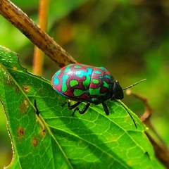 Orsilochides variabilis