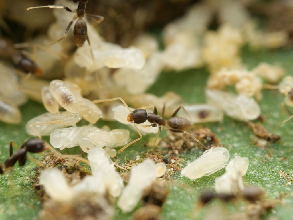 Tapinoma ramulorum