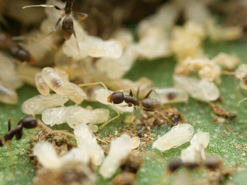 Tapinoma ramulorum
