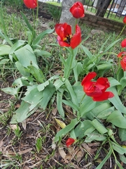 Tulipa