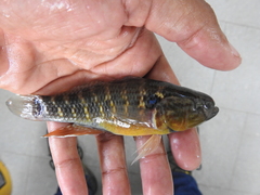 Dormitator maculatus