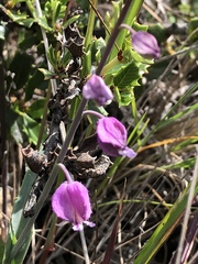 Streptanthus glandulosus pulchellus