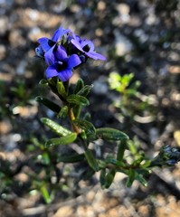 Halgania andromedifolia