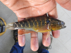 Dormitator maculatus