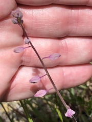 Streptanthus glandulosus pulchellus