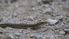 Gerrhonotus ophiurus