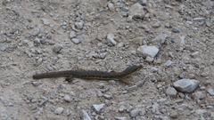 Gerrhonotus ophiurus