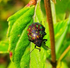 Orsilochides variabilis