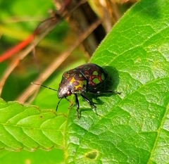 Orsilochides variabilis