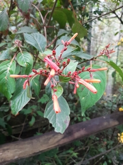 Hamelia patens