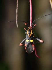 Schaeferocoris ecuadorensis